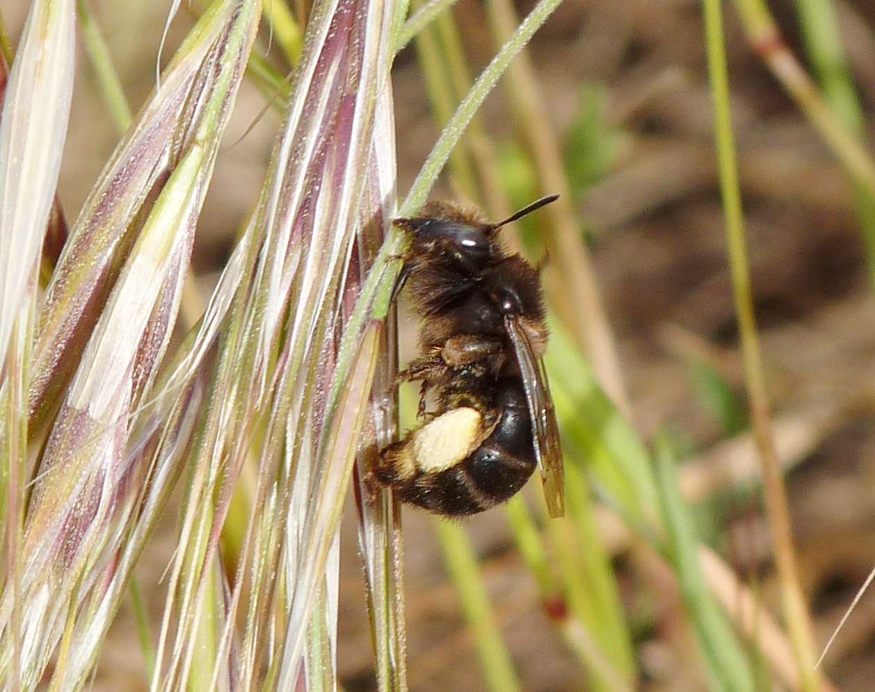 Imenottero nero: Anthophora plumipes femmina